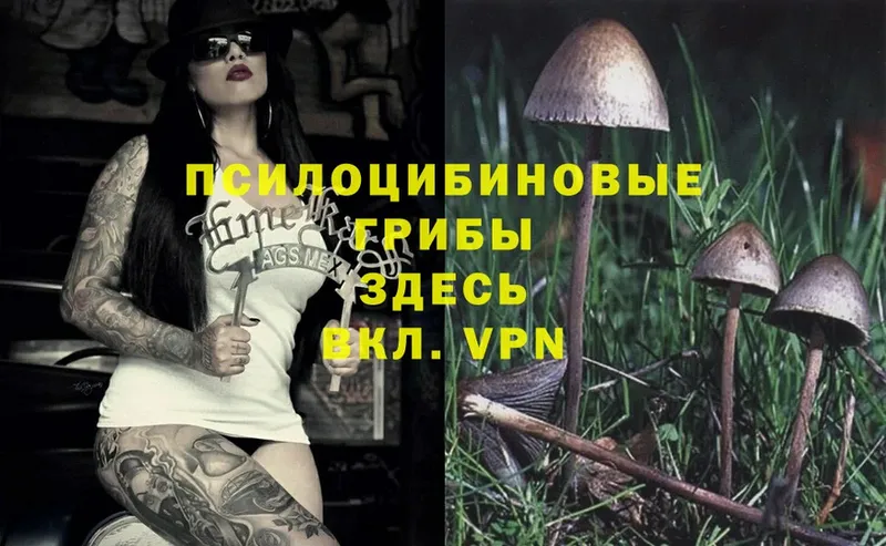 Псилоцибиновые грибы Psilocybe  Губкин 